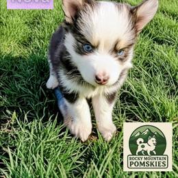 Nova - Black and white female Pomsky puppy in Kittredge, Colorado from Rocky Mountain Pomskies