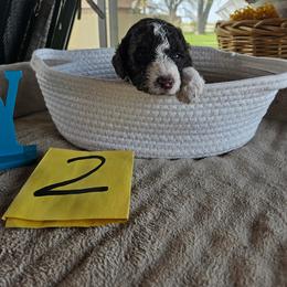 Boy 2 - Parti male Poodle puppy in Detroit, Michigan from Pretty Spoiled Spoos llc