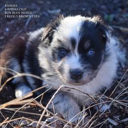 Ramses - Blue merle male Miniature Australian Shepherd puppy in Patterson, North Carolina from DreamLine Aussies