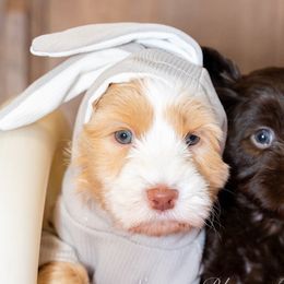 Australian Labradoodles from Saguaro Blossom Doodles