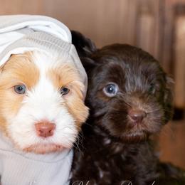 Australian Labradoodles from Saguaro Blossom Doodles