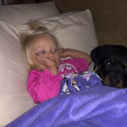 Rottweiler Puppies from Rose Red Rottweilers