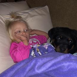 Rottweiler Puppies from Rose Red Rottweilers