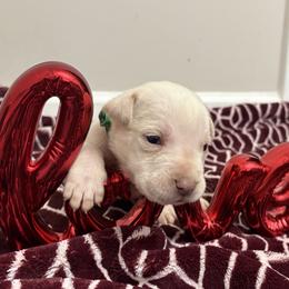 Green collar - Red male Cane Corso puppy in Snellville, Georgia from A Really Good Kennel