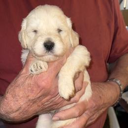 Goldendoodle Puppies from Lesher Goodwin Goldendoodles