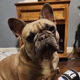 Bit bit - French Bulldog