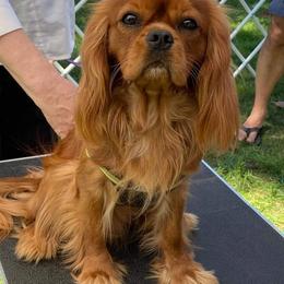 Cavalier King Charles Spaniel Puppies from Lauren Blades