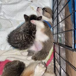 Pembroke Welsh Corgi Puppies from Annwyl McCorgis