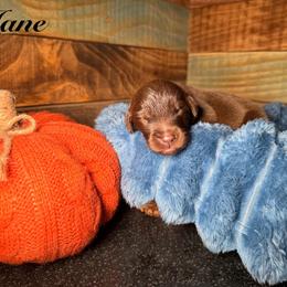 Jane - Brown female Newfoundland puppy in Tully, New York from Bear Paw Newfoundlands