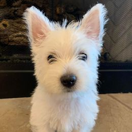 West Highland White Terriers from Twin Lake Westies