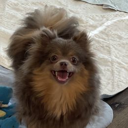 Iris - Lavender female Pomeranian puppy in Newport Beach, California from Exotic City Pomeranians and chihuahuas