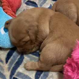 5th Pick Girl - Dark golden Golden Retriever puppy in Sacramento Area, California from Gold Country Golden Retrievers
