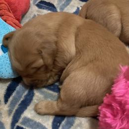 5th Pick Girl - Dark golden Golden Retriever puppy in Sacramento Area, California from Gold Country Golden Retrievers