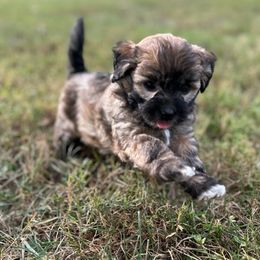 Havanese, Havapoo, and Poodle Puppies from Parlor Pups