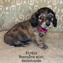 Birdie - Brindle female Dachshund puppy in Lexington, Oklahoma from BooneDox Miniature Dachshunds