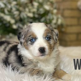 Australian Shepherds from Oakland Valley Farm