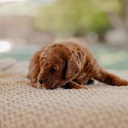 Goldendoodle and Sheepadoodle Puppies from Red River Goldendoodles