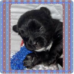 Valor - Black and gold male Yorkshire Terrier puppy in Annandale, Virginia from Artisan Yorkies LLC