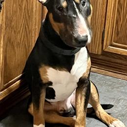 Bull Terriers from Palmer’s Bullies