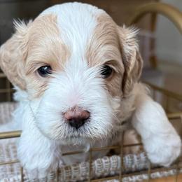 Salami - White male Cavapoo puppy in Yuciapa, California from AlltheDoodlez_