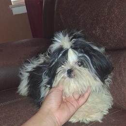 Rose - Black and white female Shih Tzu puppy in Birmingham, Alabama from K&D kennels