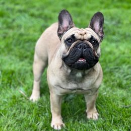 Daquiri - Fawn female French Bulldog puppy in Lansing, Michigan from Monaco Frenchies