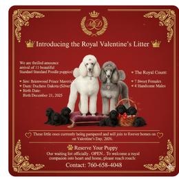 Tomasina - Black female Poodle puppy in Hesperia, California from Whitesock Standard Poodles