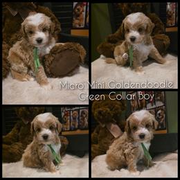 Green collar boy - Cream male Goldendoodle puppy in Bristol, Tennessee from 4goldendoodles
