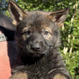 Pink - Sable female German Shepherd puppy in Buffalo, West Virginia from Z Tykev Vino LLC