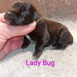 Lady Bug - Black female Miniature Schnauzer puppy in Midland, Texas from Shebbies Puppy Palace