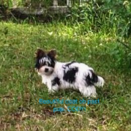 Yorkshire Terrier Puppies from Wild Azalea Yorkies on FB