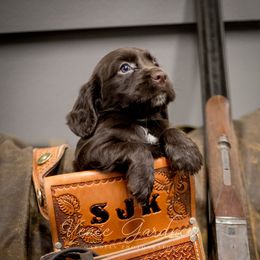 English Cocker Spaniel Puppies from SunSage Sporting Dogs
