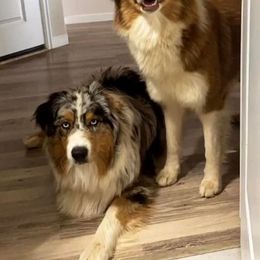 Australian Shepherds from Ember's Homestead- Australian Shephers