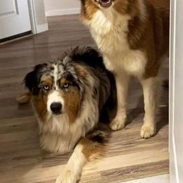 Australian Shepherds from Ember's Homestead- Australian Shephers