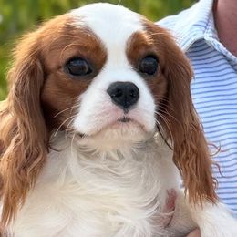 Charlie - Cavalier King Charles Spaniel