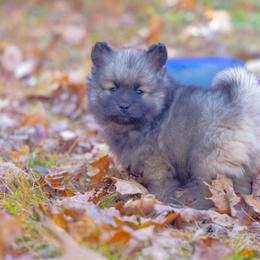 Pomsky Puppies from New World Pomskies