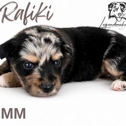 Rafiki - Blue merle male Miniature American Shepherd puppy in Leitchfield, Kentucky from Legendmaker MAS