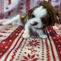 Holly - Blenheim female Cavalier King Charles Spaniel puppy in Sandy, Utah from Wasatch Cavaliers