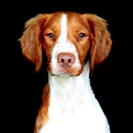 Ginger - Brittany