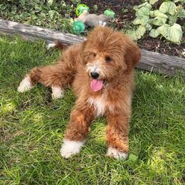 Beth - Trained, crate, potty, sleeping through the night, 2 vaccines. - Red female Bernedoodle puppy in Herriman, Utah from Gypsi Doodles & Poodles LLC.