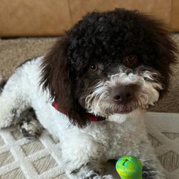 Cane Corso, Goldendoodles, Lagotti Romagnoli, and Russian Toys from Nesting Dolls