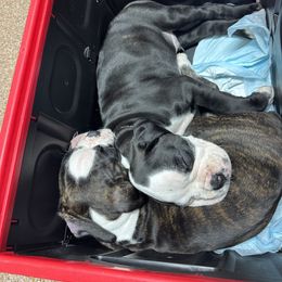 Boxer Puppies from A&B Euro Boxers, LLC
