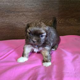 Girl 2 - Liver female Shih Tzu puppy in Meadows Of Dan, Virginia from Walt’s Shih Tzus