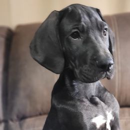 Boy 3 - Black and white Great Dane puppy in Gonzales, Louisiana from Anstatt House Of Danes