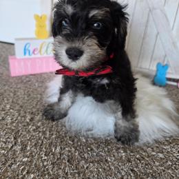 Thor - Salt and pepper male Miniature Schnauzer puppy in Rosemount, Minnesota from Weiland's Ruby