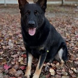 Kane - German Shepherd