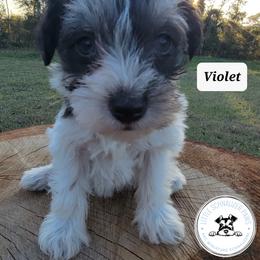 Miniature Schnauzer Puppies from Little Schnauzer Paws