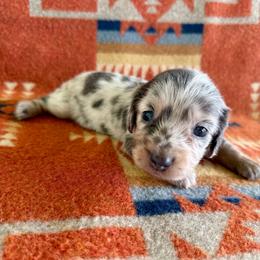 RESERVED- Dilute Blue Dapple - Dapple female Dachshund puppy in Okeechobee, Florida from HotShot Kennels