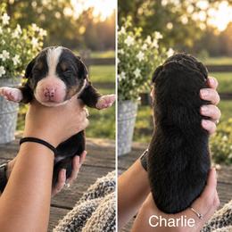 Charlie - Black rust and white male Bernese Mountain Dog puppy in Spraggs, Pennsylvania from Hickory Hills Farm