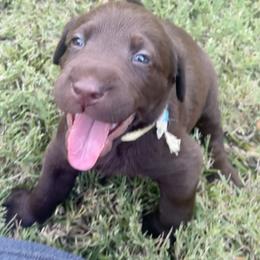 Golden Retriever and Labrador Retriever Puppies from All Around Retrievers